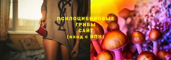 прущие грибы Аркадак